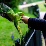 20220401_happybeaks_feeding_parakeet_urban_birdwatching