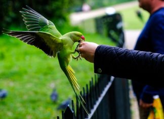 Parakeet being fed in London