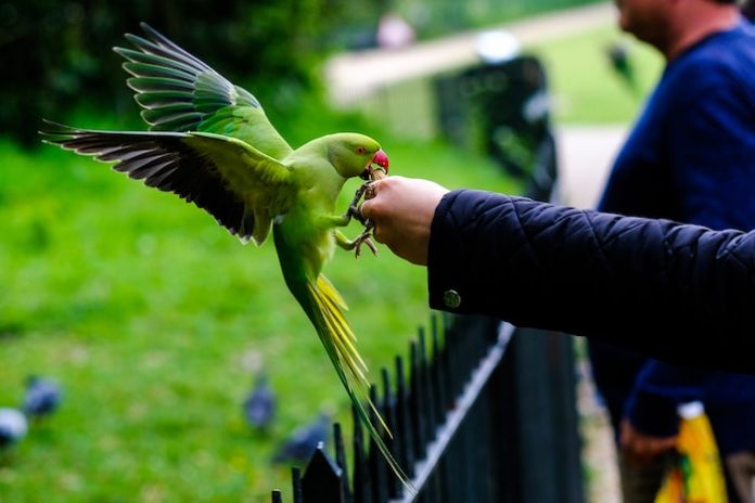 Parakeet being fed in London