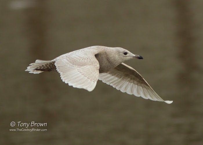 Closeup of flying Iceland gull