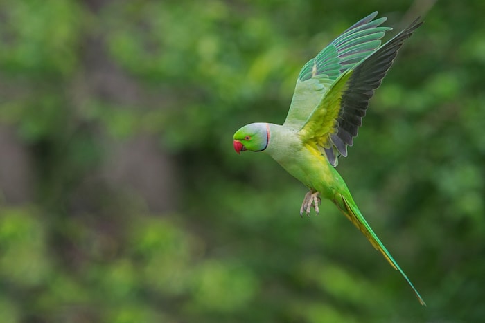 Parakeet flying in London