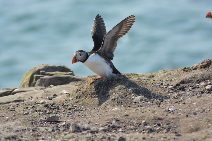 Puffin on the Farne Islands off Northumberland