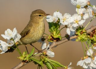 Your Happy Beaks Garden – April