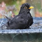 blackbird-bird-bath
