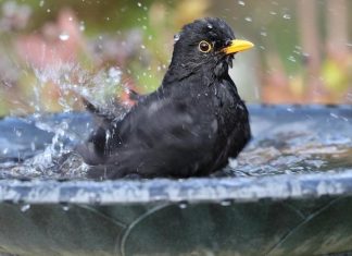 Bird baths: everything you need to know Blackbird in bird bath