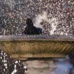 blackbird-bird-bath-water-spray
