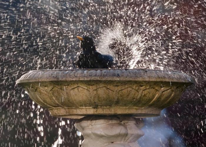 Blackbird in bird bath with water droplets