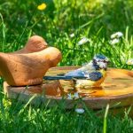 blue-tit-bird-bath-lawn