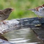 house-sparrows-bird-bath