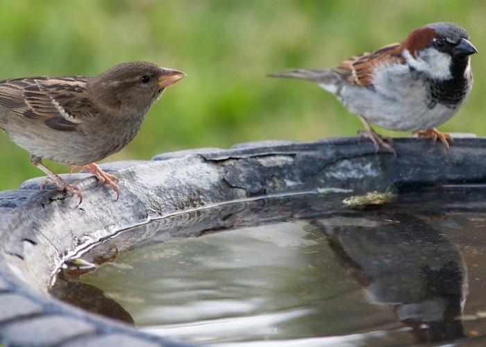 Two house sparrows near a bird bath