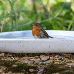 single-robin-white-bird-bath