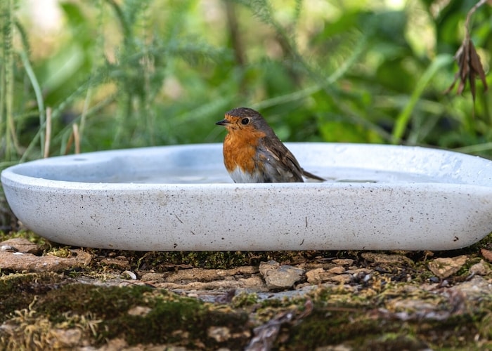 Single robin in ceramic white bird bath