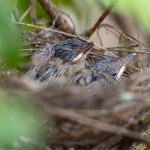 baby-birds-in-nest