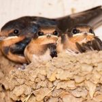 baby-swallows-in-nest