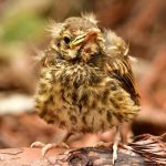 closeup-of-baby-bird-tufted-feathers