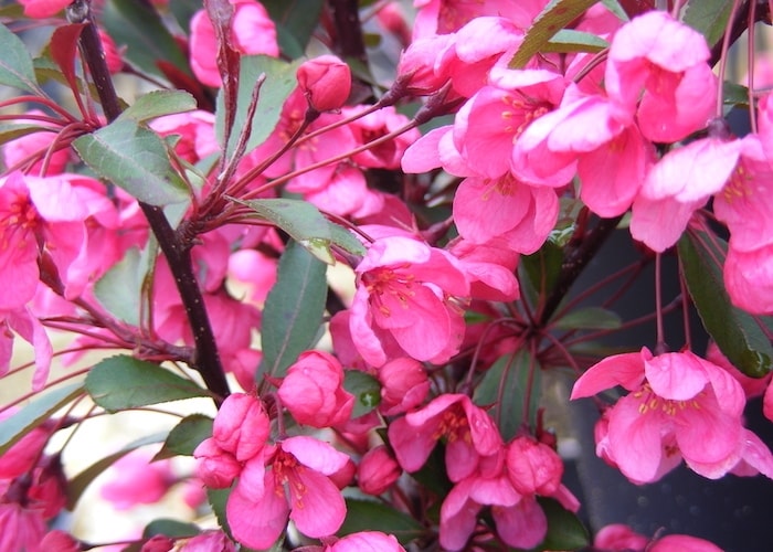 Malus (Crab Apple) ‘Prairie Fire’ from Suttons