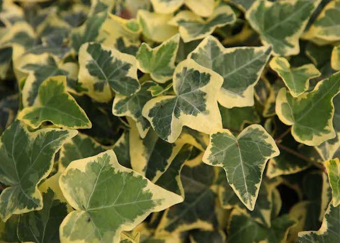 Hedera Helix ‘Goldchild’ from Suttons