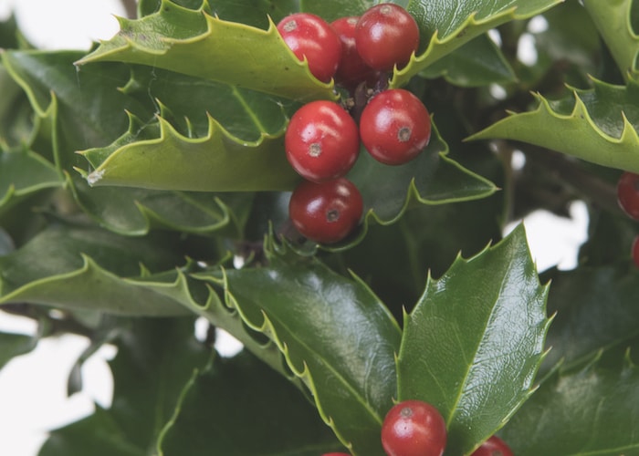 Holly Standard ‘Blue Maid’ from Suttons