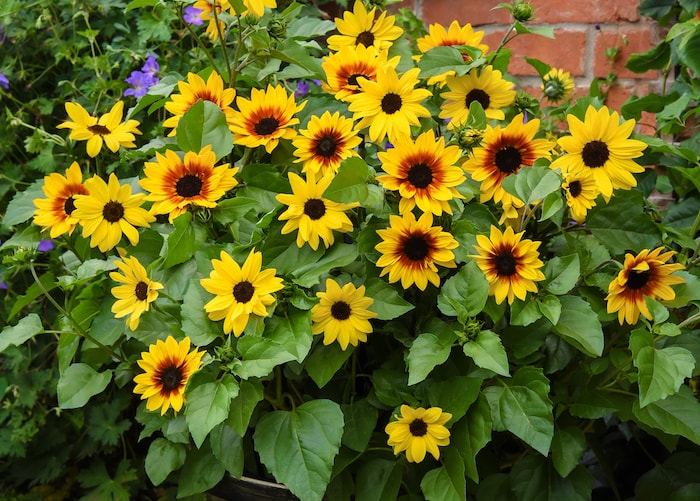 Sunflower ‘SunBelievable™ Brown Eyed Girl’ plant from Suttons
