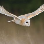 barn-owl-flying-over-field