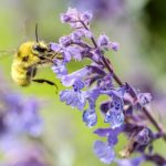 bee-on-catmint-
