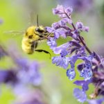 bee on catmint 2