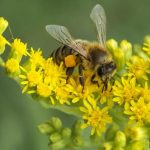 bee-on-yellow-flowers