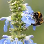 honeybee-on-blue-flower