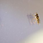 hoverfly on window
