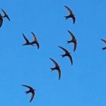swifts-flying-through-air
