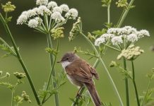 Your Happy Beaks Garden – July Whitethroat bird sitting on elderflower branch