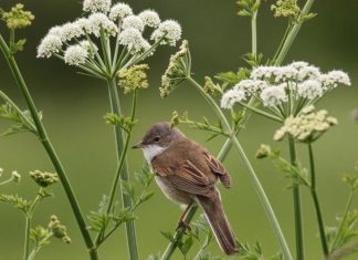 Your Happy Beaks Garden – July Whitethroat bird sitting on elderflower branch
