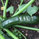 20220729_happy_beaks_carved_courgettes