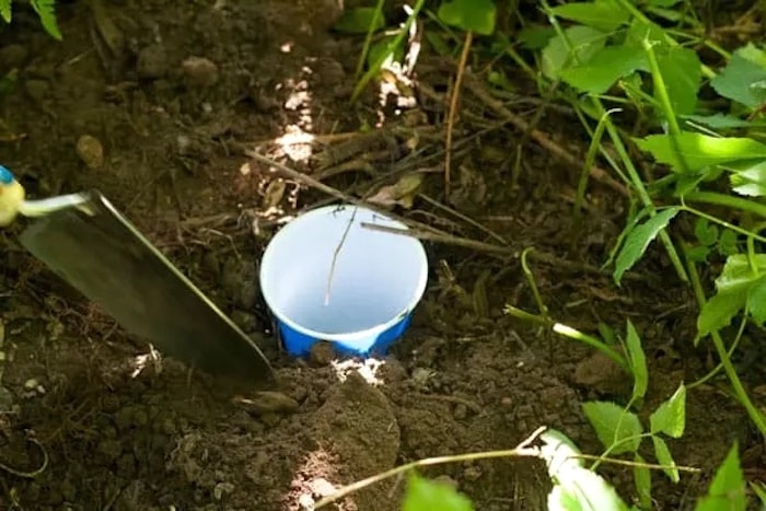 Bug pitfall trap in ground