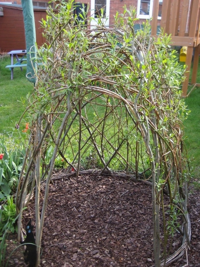 Willow den covered in foliage