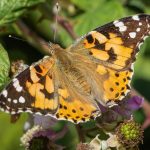 Painted lady on brambles