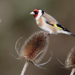 Goldfinch feature image