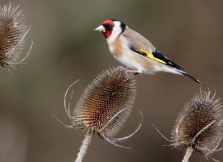 Your Happy Beaks Garden – September