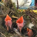baby-birds-in-homemade-nest