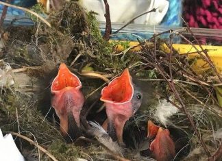 Brilliant bird hospitals and sanctuaries Baby birds in homemade nest