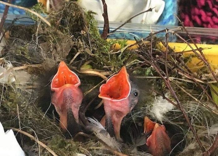 Baby birds in homemade nest