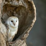 barn-owl-in-tree-hollow