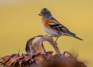 Your Happy Beaks Garden – October