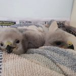 buzzard-chicks-incubator