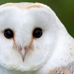 owl-facing-forward-looking-camera