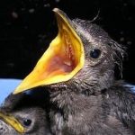 two-starling-chicks-wanting-food
