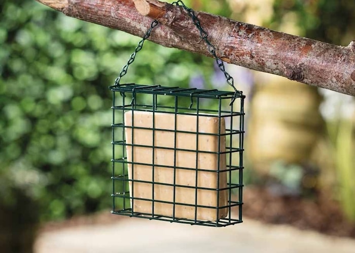 Suet blocks in feeder cage