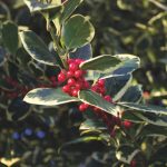 holly-with-red-berries