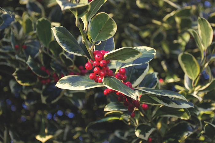 Holly with red berries