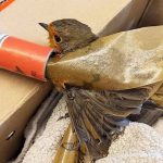 robin-under-fly-paper